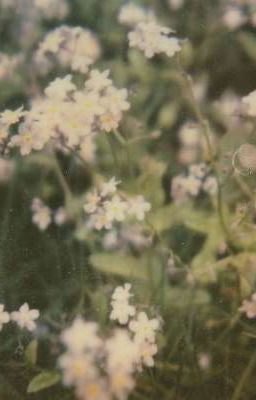 Forget Me Not