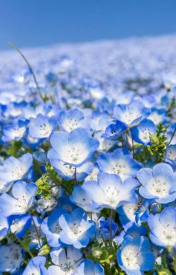 [Fugou Keiji Balance Unlimited] (HaruDai) Nemophila