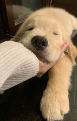 [FUTA] [Annyeongz] DỤC VỌNG CHIẾM HỮU CỦA TIỂU CHÓ SĂN