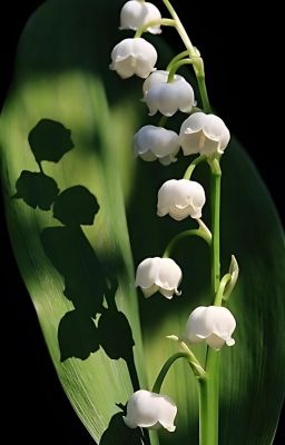 GeminiFourth • Đóa linh lan