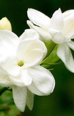 [Geminifourth]Hoa nhài đẹp thật anh nhỉ ?