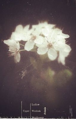 gillray • thương