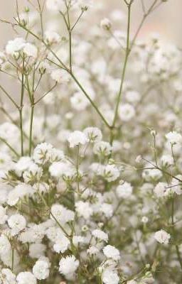 Gypsophila