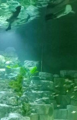 Hà Nội Trong Tim Tôi