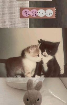 hành trình cua hải ly của mèo cam.