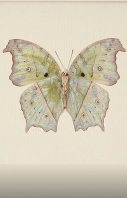 Hành trình tái sinh