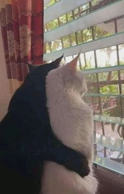 [HarDra] Úm ba la xì bùa