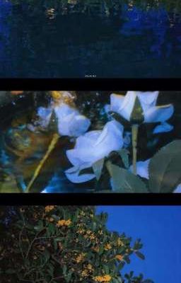 [Harry Potter]⇢Gió Lạc