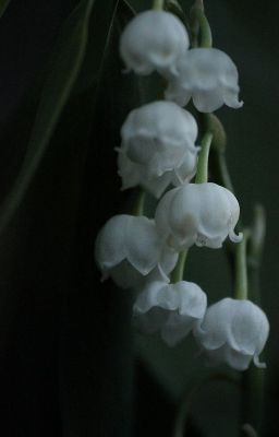 Hẹn em, ngày ta gặp lại