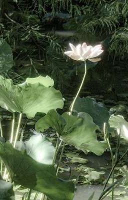 [HK] Nếu Những Tiếc Nuối