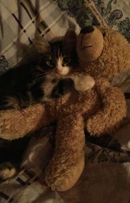 Hoàng Gia | Nguyễn Thị ∘˚˳°