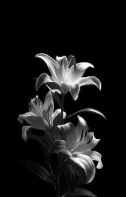 hoàng khang;lệ thuộc