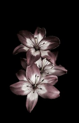 hoàngkhang;thế giới có anh