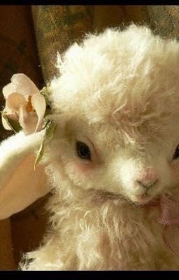 hỏi đáp: bạn cùng nhà vậy là có thích tôi không?