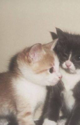 (Hong Mingi Cha Woomin) All i need