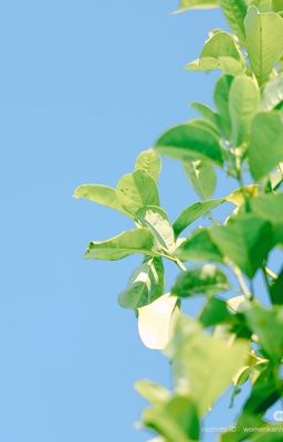[HP] DraHar/Edit - Lemon Tree.