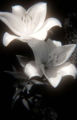 Hyunlix - a flower that never saw the sun