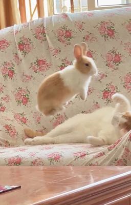 [Jaedo] Nghịch ngợm