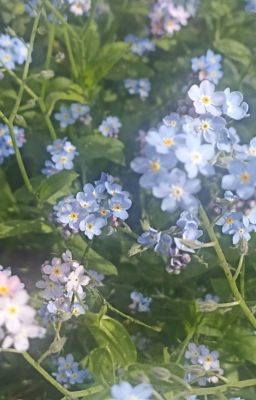 [Jujutsu Kaisen - Gojo Satoru] - Bí mật