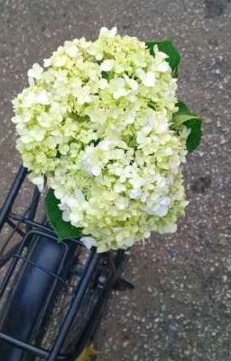 Kỳ duyên tháng sáu