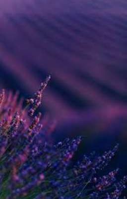 Lavender Sky