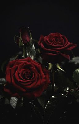 [LEOWON/JEONGWON] Rose Petals