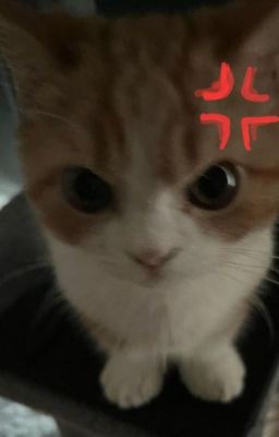 Lừa Nhau Chơi Được Chưa?