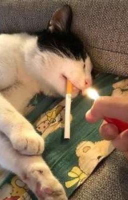 【 Lucid - PerfecT 】-  Giận à?