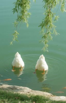 【MASONB】Chocopie