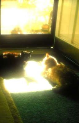 masonb. vệt sương tan trên gò má