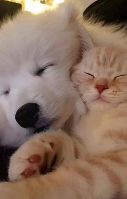 Mợ Trâm Hôm Nay Đã Được Vợ Nắm Tay Chưa? - [TQYN]