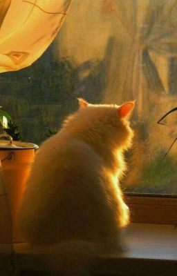 Một Thoáng Tĩnh Lặng