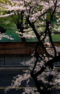 🌸 Năm Tháng Ấy Chúng Ta Đã Từng  