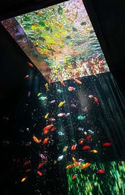 Nắng