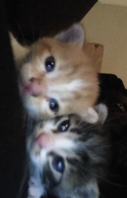 /Nhã x Huy/ yêu lại từ đầu