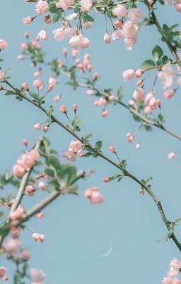 Những câu chuyện nho nhỏ