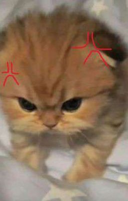 Những Chiếc Fic Đáng Yêu Về Mèo Cam( Vịt Xiêm,Én)