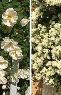 Những Ngày Anh Chưa Kịp Quên Em