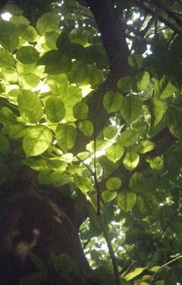 nla-ntpn; gửi thời thanh xuân đã qua.