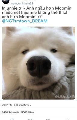 [NoRen] Anh Samoyed theo đuổi thần tượng!