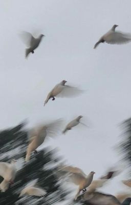 (Obikaka) Những con chim bay lạc