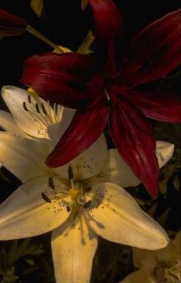 on2eus | ủa zalo ủa message ủa tíc tóc ủa thờ rét ủa nyc 