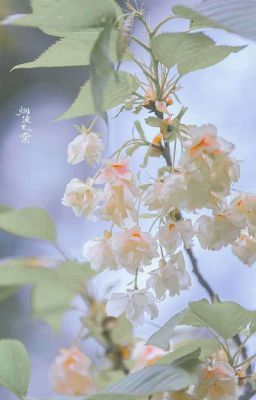 one & only | xuanbo 