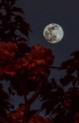 [Onria] Moonlit Nights