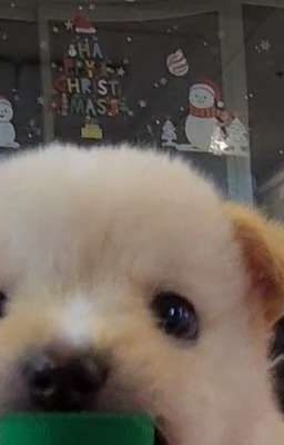 peyz x you; Không biết gì hết.