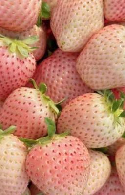 [Phoenix x Khoa] Dâu Tây