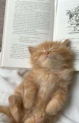 [Phoenix x Khoa] Mèo nhỏ