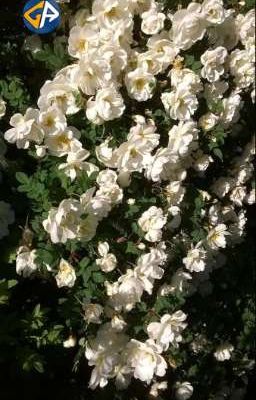 Phóng Sự Tình Dục