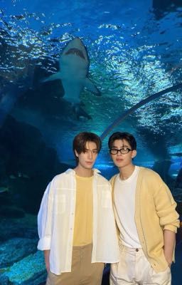 pondphuwin - em mèo anh gấu