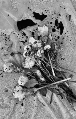 pondphuwin - hoa hồng trắng.